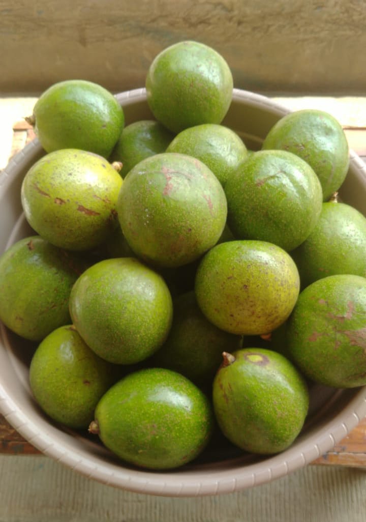 Alpukat